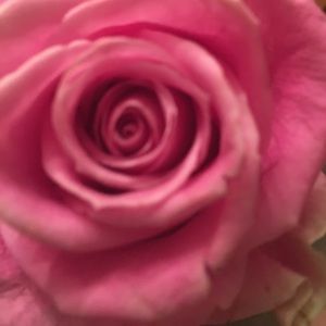 Meet your Posher, Elena